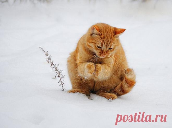 Лапки замёрзли, холодно без рукавичек.