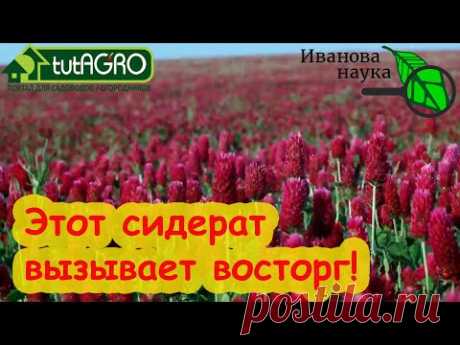 БЕЗ ПЕРЕКОПКИ, БЛОШКИ и ПРОВОЛОЧНИКА! Самый красивый сидерат - в ваш в огород! Сидерат-удобрение.