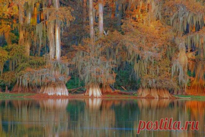 Долина кипарисов в Техасе | ТАЙНЫ ПЛАНЕТЫ ЗЕМЛЯ