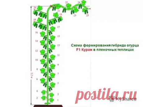 схема посадки баклажан по-Митлайдеру: 8 тыс изображений найдено в Яндекс.Картинках
