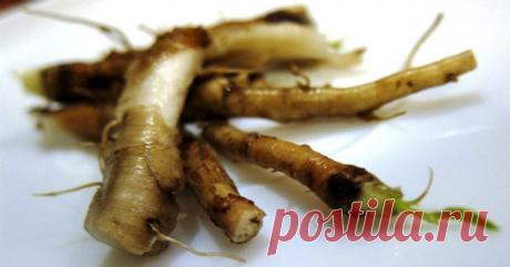 Это средство убивает до 96% клеток лейкемии, лечит анемию, диабет, печень и пищеварительную систему! Полезные свойства корня одуванчика или листьев Анемия Одуванчики имеют относительно хорошие уровень железа, витаминов и белка. В то время как железо является составной частью гемоглобина в крови, витамины, как витамин-B и белка имеют важное значение для формирования красных кровяных телец и некоторых других компонентов крови. Таким образом, одуванчик может помочь при анемии...