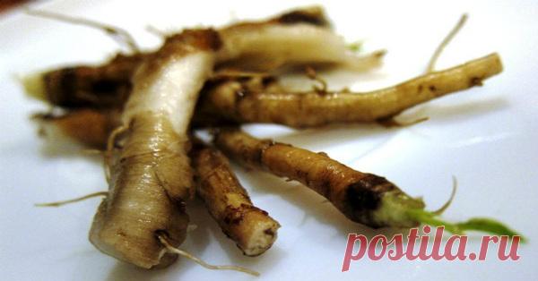 Это средство убивает до 96% клеток лейкемии, лечит анемию, диабет, печень и пищеварительную систему! Полезные свойства корня одуванчика или листьев Анемия Одуванчики имеют относительно хорошие уровень железа, витаминов и белка. В то время как железо является составной частью гемоглобина в крови, витамины, как витамин-B и белка имеют важное значение для формирования красных кровяных телец и некоторых других компонентов крови. Таким образом, одуванчик может помочь при анемии...