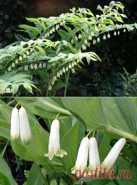 Купена - красиво и ядовито...