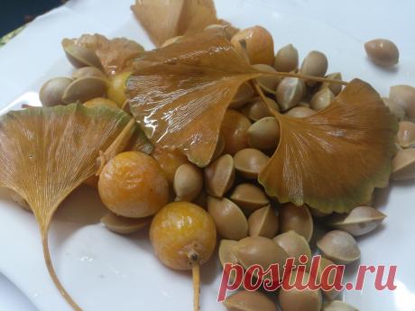 ГИНКГО билоба (двулопастное) (Qinkqo biloba) - многол. (теплолюбивое, но выдерживает морозы (-27 °С). Бронхиальная астма, мигрень, ранозаживляющее, стимулирует деятельность сердца. Оживляет работу клеток центральной нервной системы, зрительных и слу­ховых нервов, и даже мышц. Снижается образование тромбов. Восстанавливает память, в том числе и при старческих провалах. В листьях имеются вещества, которые регулируют капиллярный кровоток, защищая ткани от повреждения.