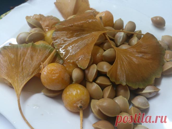 ГИНКГО билоба (двулопастное) (Qinkqo biloba) - многол. (теплолюбивое, но выдерживает морозы (-27 °С). Бронхиальная астма, мигрень, ранозаживляющее, стимулирует деятельность сердца. Оживляет работу клеток центральной нервной системы, зрительных и слу­ховых нервов, и даже мышц. Снижается образование тромбов. Восстанавливает память, в том числе и при старческих провалах. В листьях имеются вещества, которые регулируют капиллярный кровоток, защищая ткани от повреждения.