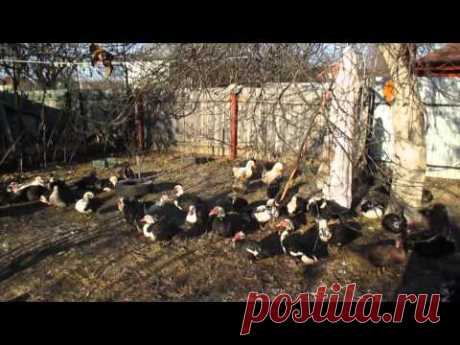 Выращивание уток в домашних условиях для начинающих: видео