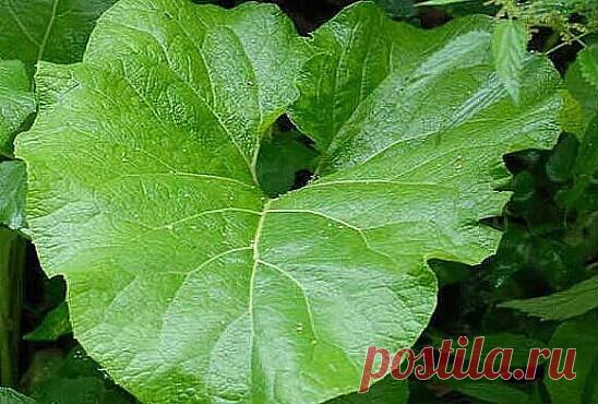 Лопух  и настойка мухомора от почечной кисты (личный опыт)