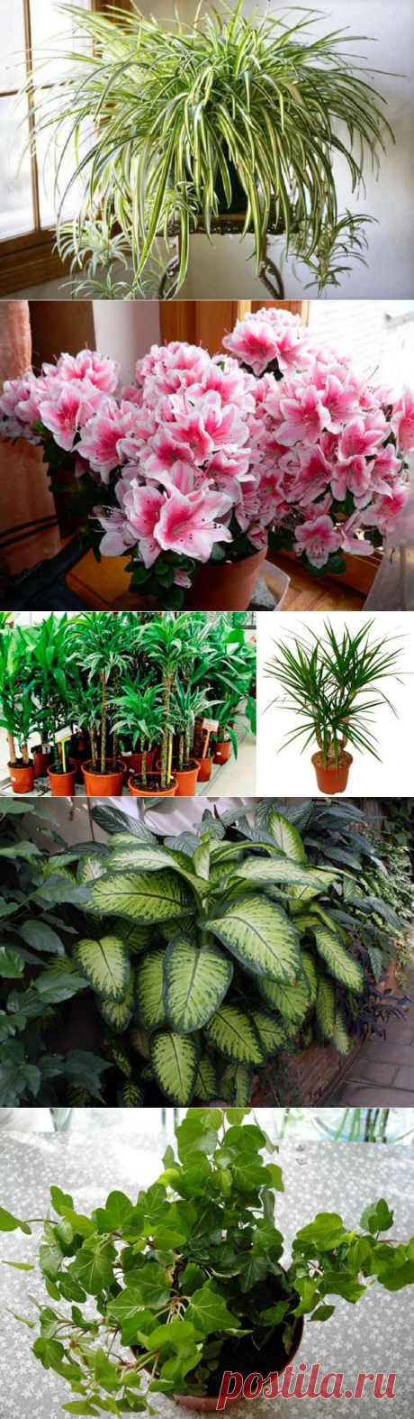 Каких комнатных растений стоит опасаться