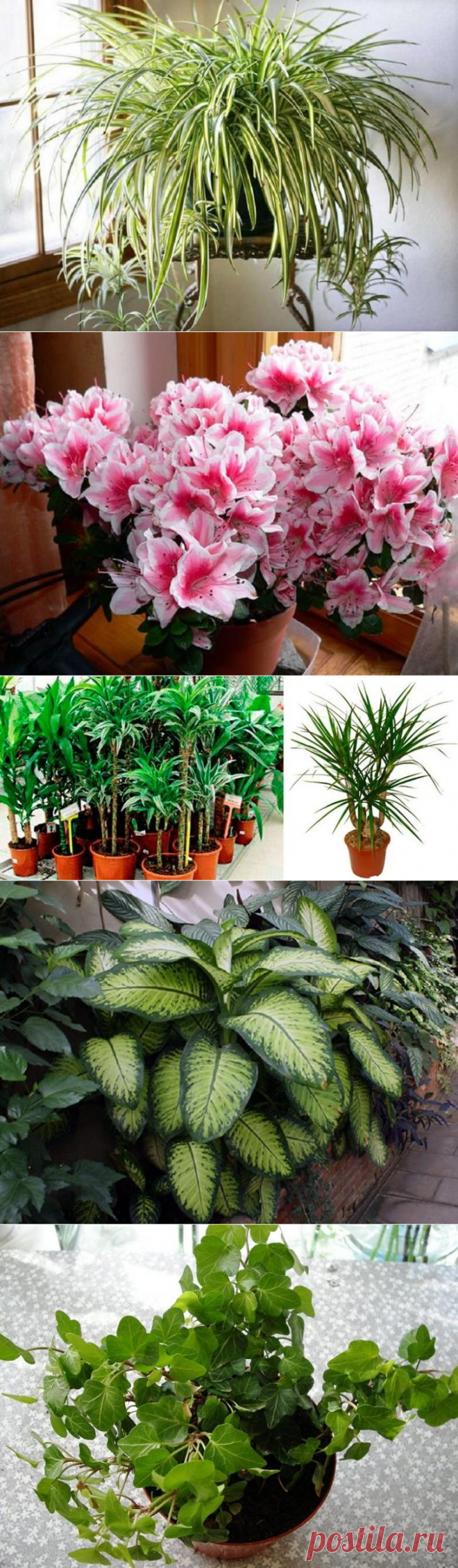 Каких комнатных растений стоит опасаться