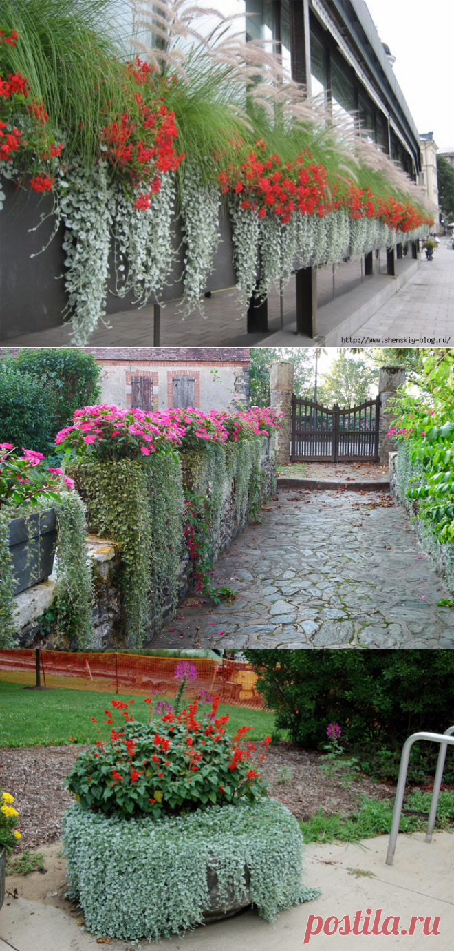 сообщение ЖЕНСКИЙ_БЛОГ_РУ : Дихондра – как вырастить нежный серебристый "водопад" в саду! (16:43 08-09-2016) [4121583/397706203] - Почта Mail.Ru