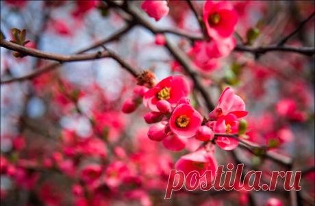 В Крыму цветет японская айва