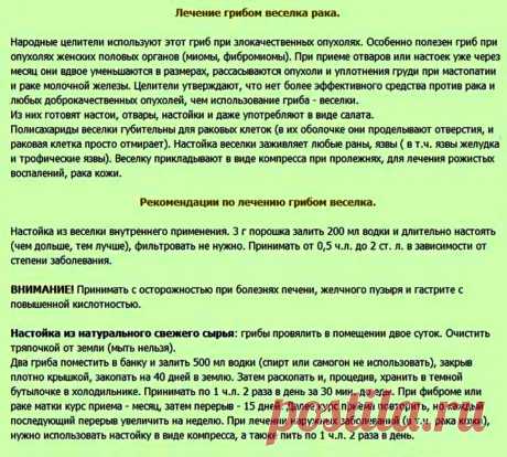 Лечение грибом веселка рака