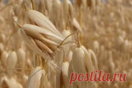 Самые полезные продукты - клетчатка отрубей овса, какую роль играет в жизнедеятельности организма