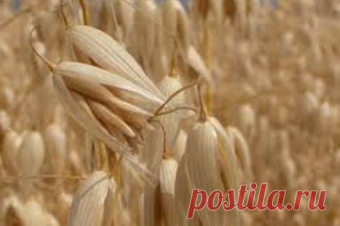 Самые полезные продукты - клетчатка отрубей овса, какую роль играет в жизнедеятельности организма