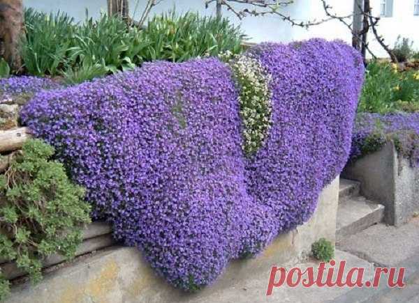 Почвопокровные растения для альпийской горки. К почвопокровным относится очень большая группа растений. Из популярных можно отметить: флокс шиловидный; маргаритка; ясколка; арабис; аубриета; тимьян; гвоздика; альпийская земляника; зверобой восточный; седумы (многие их виды); вероника; живучка; некоторые колокольчики; тысячелистник; котула; барвинок; бересклет. Эти и некоторые другие почвопокровные растения очень красиво смотрятся, но их способность быстро разрастаться и захватывать почти всю…