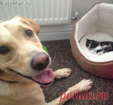 Теперь и у меня есть друг) | KotoMail.ru