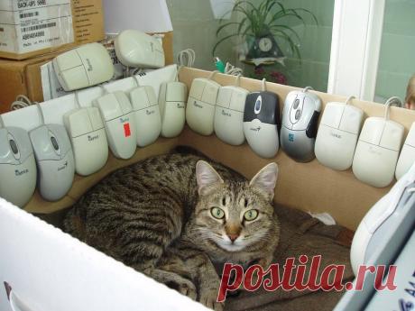 Эти очаровательные котики поднимут вам настроение!