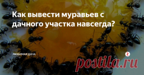 Как вывести муравьев с дачного участка навсегда? Муравьи на огороде совсем меня замучили ничего не боялись. Пока не приехала дочь из города и не рассказала, как она НА РАЗ справилась с муравьями в своей квартире. Я не думала, что этот способ поможет уничтожить муравьев на моем огороде, но все же решилась испытать его и ни капельки не пожалела, так как муравьи погибли и не возвращаются.
В главной роли «уничтожителя» муравьев выступает борная кисл