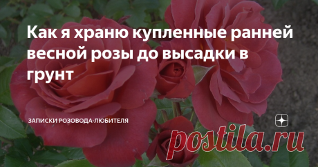 Как я храню купленные ранней весной розы до высадки в грунт Добрый день, дорогие читатели и любимые подписчики моего канала!
В садовых центрах появились первые розочки и многие из нас не могут пройти мимо. Я не исключение. Тысячу раз говорила себе, что больше не буду покупать розы зимой, но в тысячу первый раз не удержалась и купила парочку.
Роза Mary Ann, фото автора
Теперь встал вопрос, как же их сохранить до того момента, когда уже можно будет высадить