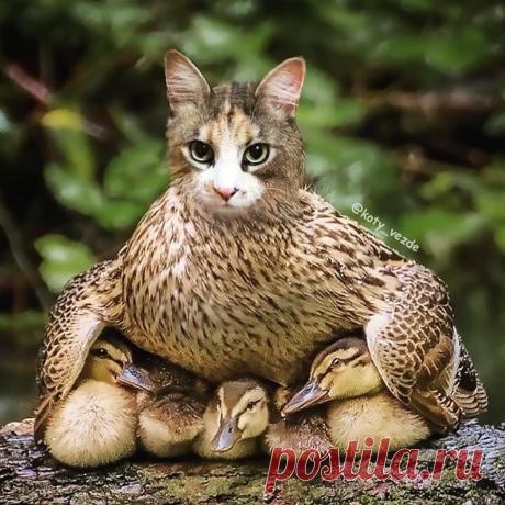 Коты везде! — Безумный мемас