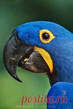 (2994) Pinterest