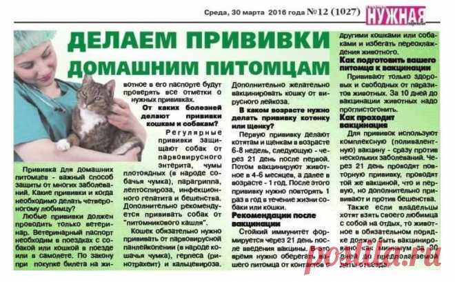 Делаем прививки домашним питомцам