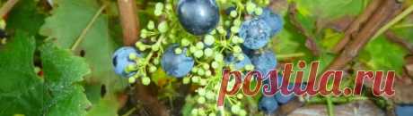 Горошение винограда: почему горошится, причины и лечение, что делать и как избежать, средство для обработки