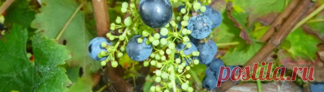 Горошение винограда: почему горошится, причины и лечение, что делать и как избежать, средство для обработки