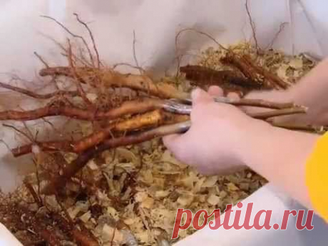 Зимняя прививка.