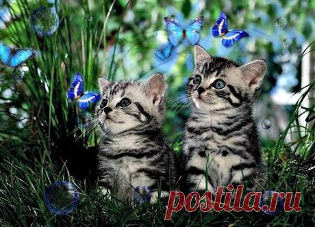Новые фотографии рабочий стол котята.