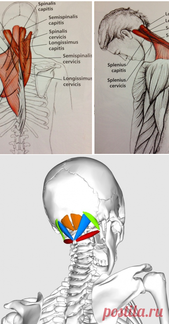 Сосудистая гимнастика лечит головные боли