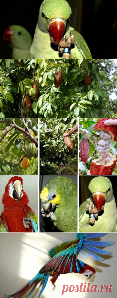 Какао-бобы в кормах для попугаев. Можно ли давать попугаям плоды какао и какао-бобы? Статья Людмилы Тихоновой