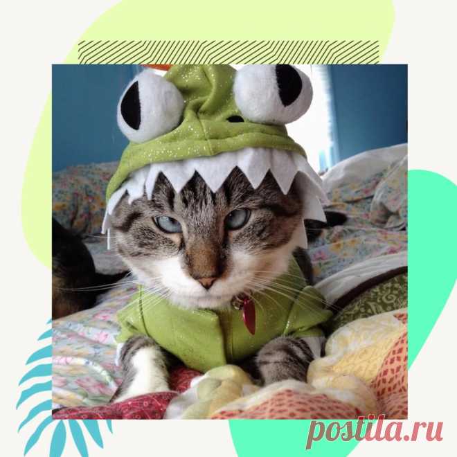 Смешные коты | Братья наши меньшие | Яндекс Дзен