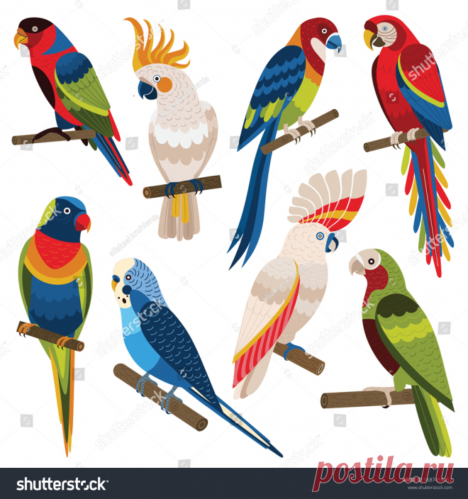 Papagayos Coloridos: vectores, imágenes y arte vectorial de stock | Shutterstock