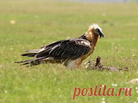 Птица, котрая растворяет кости в соляной кислоте | Путешествия. Природа. Походы | Дзен