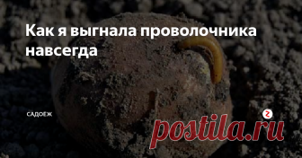 Как я выгнала проволочника навсегда Мой опыт в борьбе с вредителем осваивают уже все дачные соседи...
