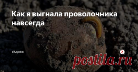 Как я выгнала проволочника навсегда Мой опыт в борьбе с вредителем осваивают уже все дачные соседи...
