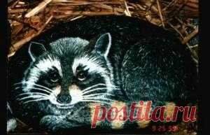 rockpaintingiii: View Photo: raccoon