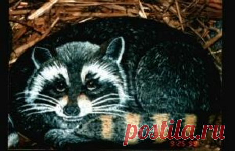 rockpaintingiii: View Photo: raccoon