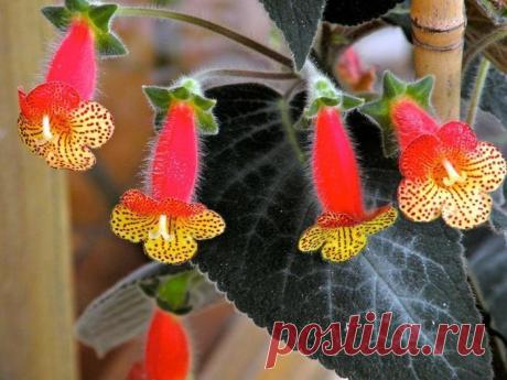 Самые необычные комнатные растения,которые вам могут понравиться