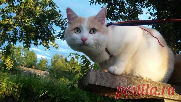 Когда я еще училась в школе, добрые технички прикормили крохотного котика....