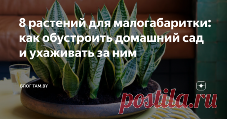 8 растений для малогабаритки: как обустроить домашний сад и ухаживать за ним Растения — неотъемлемая часть декора, делающая дом уютным и красочным. Однако не каждый хозяин позволяет себе организовать домашний сад, если в квартире мало места. TAM.BY разобрался, какие растения идеально вписываются в интерьер малогабаритки, и составил для вас подборку идей.