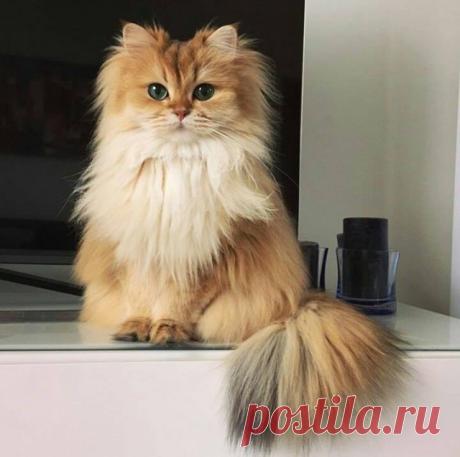 КотоВторник 26.04.2016 - ЯПлакалъ