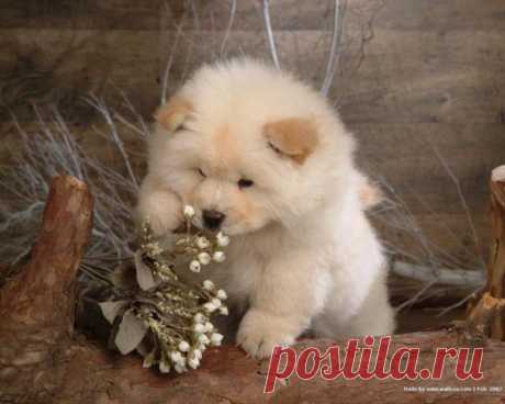 Top 10 Most Expensive Dogs in the World | TopTeny.com