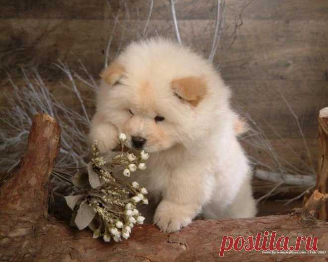 Top 10 Most Expensive Dogs in the World | TopTeny.com