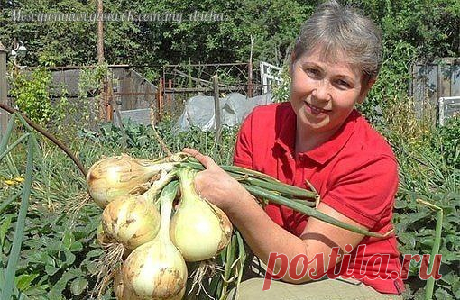 ИЗ ДНЕВНИКА ДАЧНИЦЫ - Экологическое землетворчество | Экологическое землетворчество