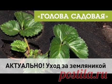 Голова садовая - АКТУАЛЬНО! Уход за земляникой