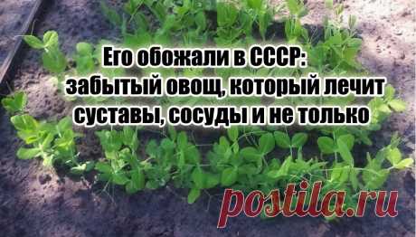 Его обожали в СССР – всеми забытый овощ. Суставы, сосуды и иммунитет – лишь мизер от общей пользы для здоровья | Тюнинг тела - блог Дениса Мгеладзе | Дзен