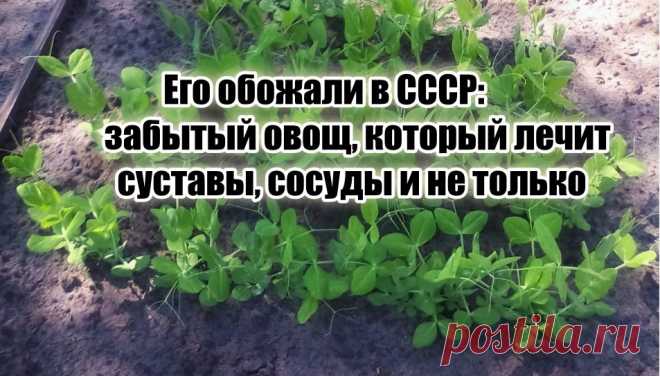 Его обожали в СССР – всеми забытый овощ. Суставы, сосуды и иммунитет – лишь мизер от общей пользы для здоровья | Тюнинг тела - блог Дениса Мгеладзе | Дзен