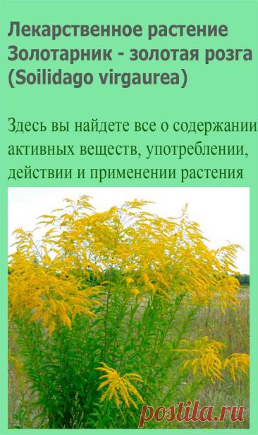 Лекарственное растение Золотарник - золотая розга (Soilidago virgaurea). Многолетнее прямостоячее растение высотой 20-80 см. Подвид, произрастающий в Альпах, достигает высоты всего 5-25 см. Ветви прутовидные, с удлиненными эллиптическими, переходящими в крылатый черенок, зубчатыми листьями. Верхние листья уже.